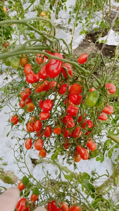 KornKid - Mircy pytaliscie kiedyś czy byłaby opcja wejść w posiadanie nasion pomidora...