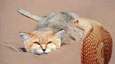 M.....T - Kot, który zjada węże i skorpiony.
https://www.wykop.pl/link/6811389/kot-k...