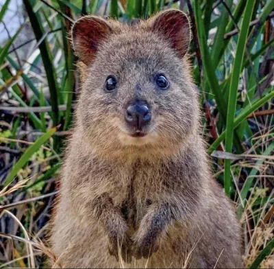 hcbadixhc - W haszczach.
#quokka #quokkanadzis #zwierzaczki