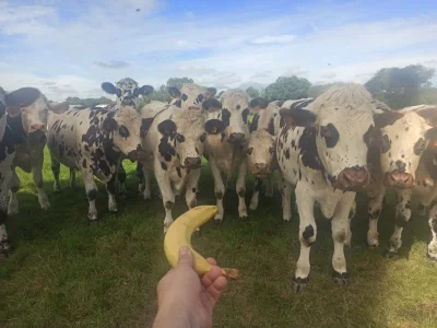 marlow - Karmienie francuskich byków bananem:D jeden się odważył i #!$%@?ł;>

#krowy ...