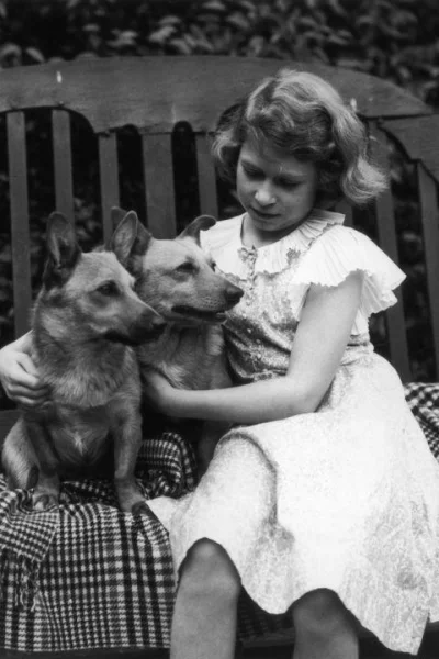 nowyjesttu - Królowa i jej psy- zdjęcia w komentarzach.
Królowa Elżbieta kochała psy...