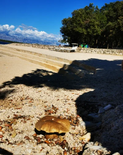 deeprest - Ale piękny, pewnie zdrowy okaz. Tego się na plaży w #chorwacja nie spodzie...