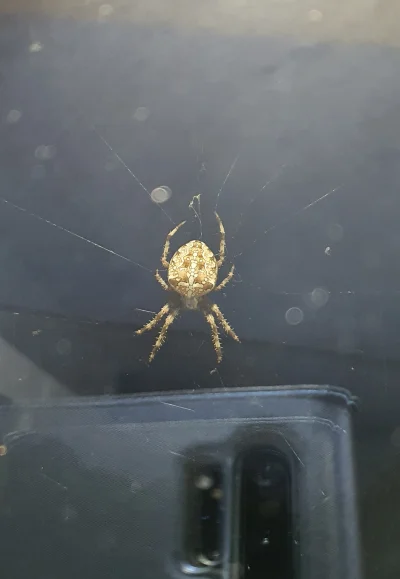 Levusek - #pajaki #owady 
Ktoś ogarnia co za #!$%@? mi się pojawił w oknie? ( ͡° ͜ʖ ͡...