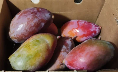 soadfan - Kolejne zamówienie świeżych owoców z #hiszpania
Uwielbiam #mango #owoce #je...
