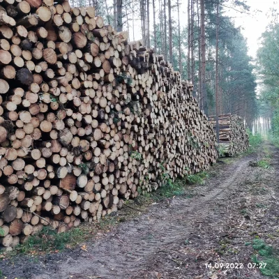 UnitrA - Tak to wygląda od od kilku lat, wszystkie lasy w których miałem okazję przeb...