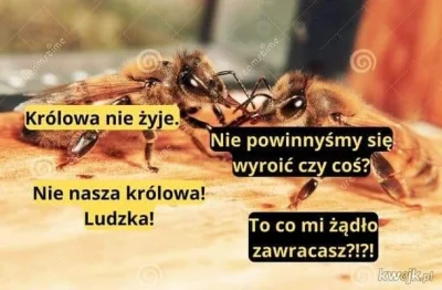 Kaczypawlak - #heheszki #pszczoly #humorobrazkowy odnośnie pszczół monarchii brytyjsk...