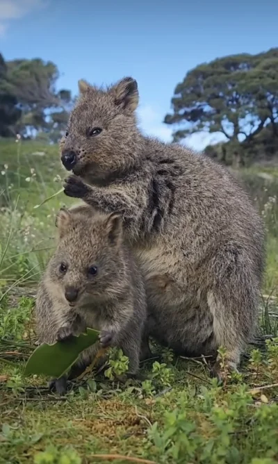 hcbadixhc - Kolacja.
#quokka #quokkanadzis #zwierzaczki