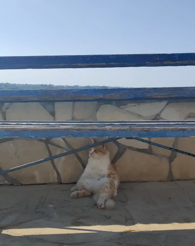 dziara1429 - Cypryjskie kitku zmęczone turystami. 

#koty