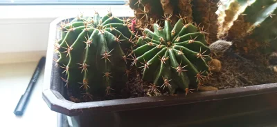 somsiad - Ktoś wie co to za odmiana #kaktus?
#rosliny #kwiaty
