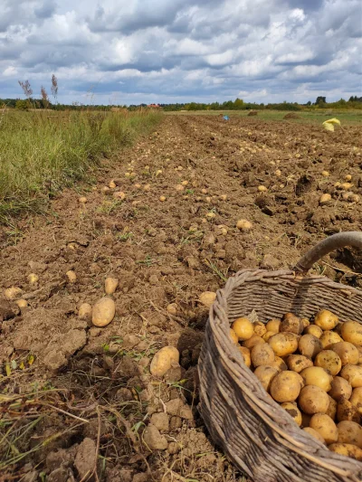 LeeSnik - Jak co roku, pozdrawiam z pola
#ziemniaki #wykopki #rolnictwo #pole