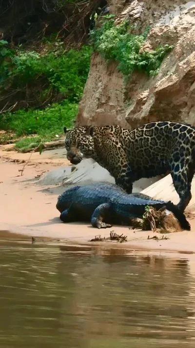 cheeseandonion - >Female jaguar "Estela" dragging a huge caiman kill into the bushes....