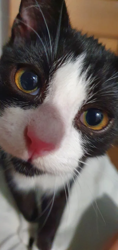 Cernel - Przystojny kawalier ( ͡° ͜ʖ ͡°)

#kot #koty #pokazkota #codziennymordimer