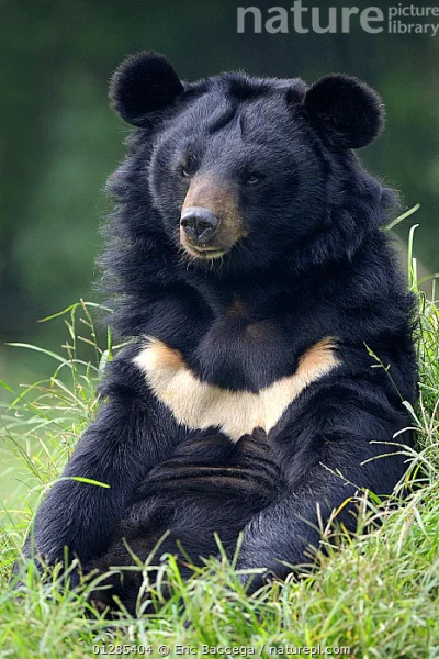 likk - zamiast powitania słów #porannaporcja księżycowych niedźwiedziów
 
Niedźwied...