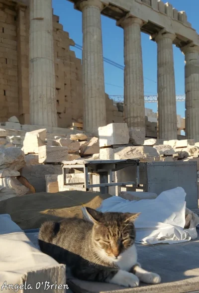 Borealny - Kitku na Akropolu.
Fot. Angela O'Brien
#kitku #grecja #starozytnosc #fotog...