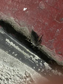 GINandJUICE - @stanwiedzy: Ten karaluch to prawdopodobnie płoszyca, albo jakiś spokre...