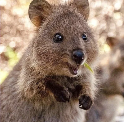 hcbadixhc - No hej!
#quokka #quokkanadzis #zwierzaczki