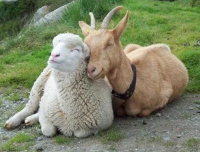arinkao - To jest owca, nie koza ludzie (╯°□°）╯
Po prawej koza, po lewej owca: