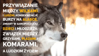 naukowo - Czy specyficzna więź i przywiązanie możliwe są między wilkami, a ludźmi? Ja...