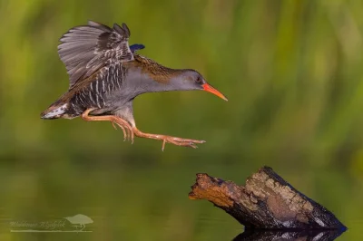 Lifelike - Wodnik (Rallus aquaticus)
Głos
Autor
#photoexplorer #fotografia #ornito...