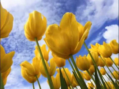 johnblaze12345 - Imperium - Żółte Tulipany 

ŻÓŁTE TULIPANY
NA NA NA
ZWIASTUNY RO...