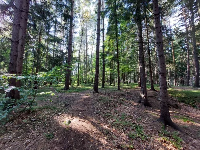 anonim1133 - Gdzie w okolicy #wroclaw znajdę taki przyjemny #las na spacer?