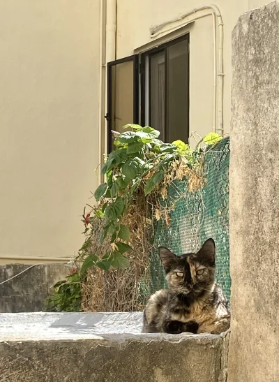 somskia - Izydorek jest tez jedna z ładniejszych kotek tu, ale zawsze ma srogi bicz f...