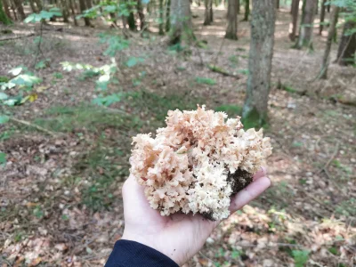 GuziecTakaSwinia - Grzybobranie! W końcu u mnie w lasach pojawiły się grzyby. A tu si...