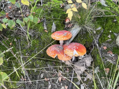 K.....u - Patrzcie koliedzy co znalazłem. Czyżby natura podsuwała mi rozwiązanie prob...