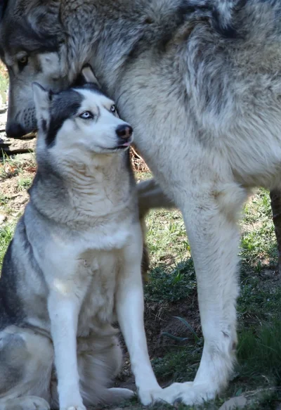 huginn9 - Husky i wilk obok siebie 
#zwierzaczki #zwierzeta #psy #husky