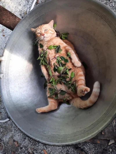 Opornik - Bawi się ktoś może w samodzielne przygotowywanie karmy dla kota?
Swoim opr...