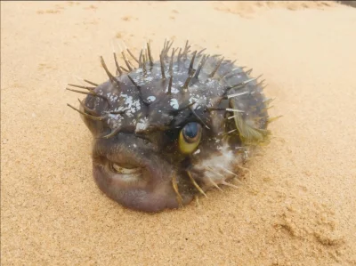 Loskamilos1 - Rybka z rodziny rozdymkowatych na plaży w Australii.

#dziwneryby #ry...