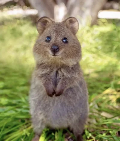 hcbadixhc - Uśmiech, niech panuje radość w waszych serduszkach.
#quokka