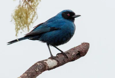 Lifelike - Haczykodziobek maskowy (Diglossa cyanea)
Autor
#photoexplorer #fotografi...