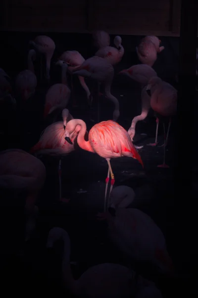 lebele - Flamingi

#fotografia #zwierzaczki #ptaki