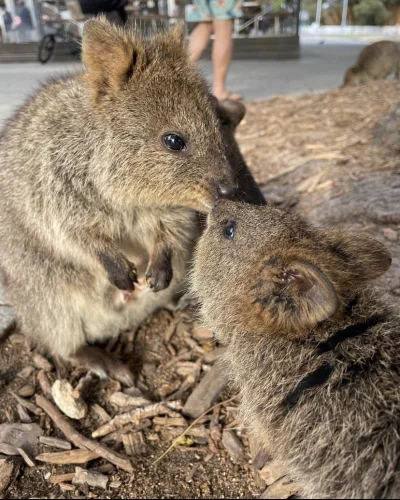 hcbadixhc - Rano były kwiaty, a teraz już swawole.
#quokka #quokkanadzis #zwierzaczk...