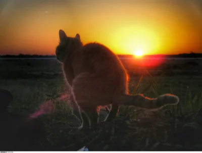 horus666 - @4ntymateria: Kot w skupieniu oglądający zachód słońca