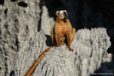 likk - zamiast powitania słów #porannaporcja rdzawych lemuriów


Lemuria rdzawa (E...