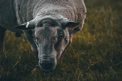 lebele - Owca 

#fotografia #zwierzaczki #tworczoscwlasna