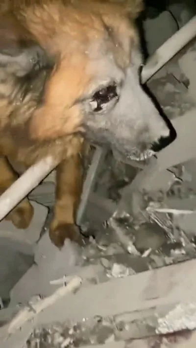 Aryo - Miasto Dniepr na Ukrainie. Pies wie, że pod gruzami leżą jego właściciele


...