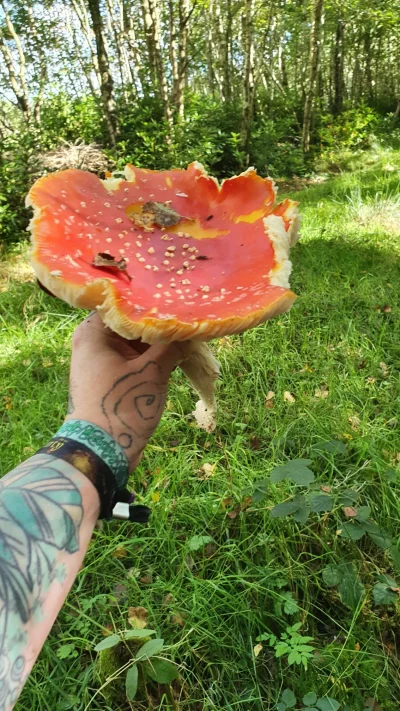 Jagoo - Amanitkowe poszukiwania w tym roku są bardzo owocne. Ale tu bardziej chodzi o...