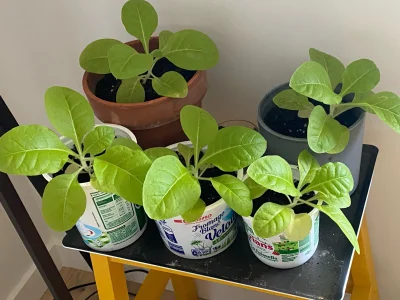 cyrkon - Mały update z moich roślinek tytoniu, w końcu zaczęły mocniej rosnąć ale wci...