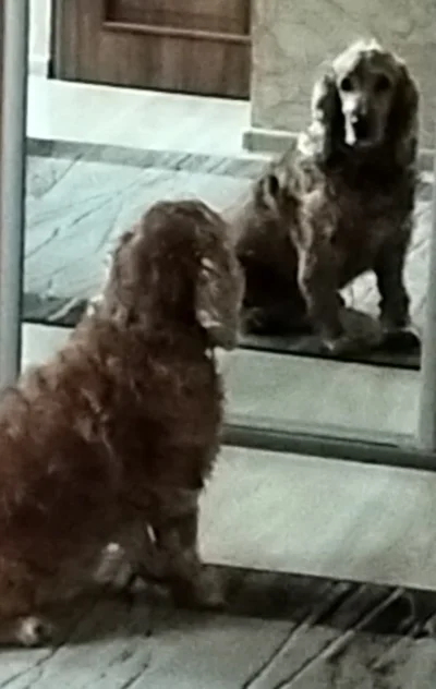 Kagernak - Czasami pies musi stanąć w tym zabieganym życiu, spojrzeć w lustro i pomyś...