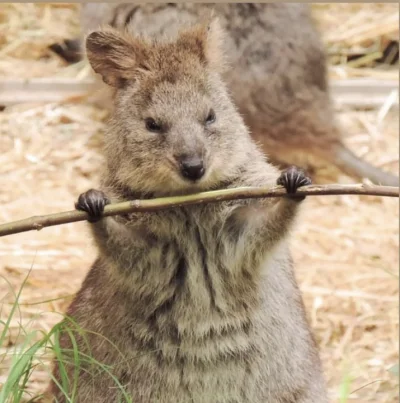 hcbadixhc - Rzadki widok skoncentrowanej quokki.
#quokka #quokkanadzis #zwierzaczki