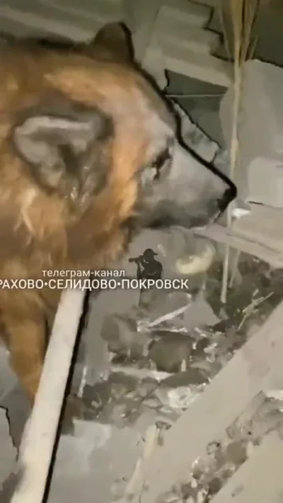 BArtus - #pies #feels #ukraina #smutnomi 
On wie, że pod gruzowiskiem jest jego pan (...