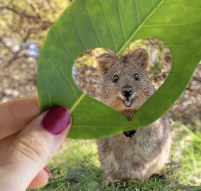 hcbadixhc - Serduszko.
#quokka #quokkanadzis #zwierzaczki