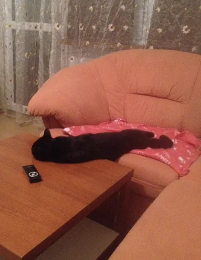 Ytarka - @AgentGRU: wracam do pokoju zapytać pierwszego kota co robić, ale on nie moż...