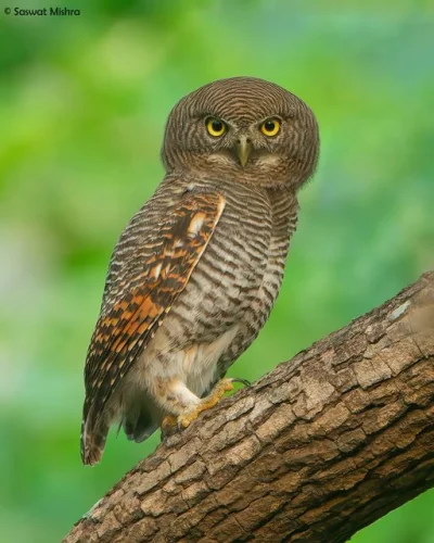 Lifelike - Sóweczka prążkowana (Glaucidium radiatum)
Autor
#photoexplorer #fotograf...