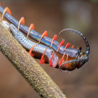 cheeseandonion - >Centipede eating a dwarf reed snake

https://www.instagram.com/me...