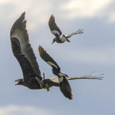 cheeseandonion - >No one fucks with magpies. No one. Not even a big wedgie that just ...