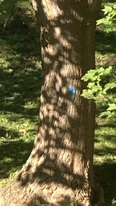 t.....m - Mirki co może oznaczać ta niebieska kropka na drzewie? Nie było jej wczoraj...